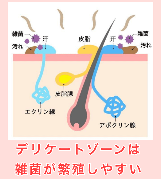 デリケートゾーンは雑菌が繁殖しやすい